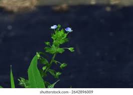 Attēlu rezultāti vaicājumam “Veronica arvensis flower”