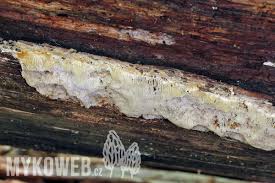 Attēlu rezultāti vaicājumam “Postia rennyi”