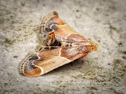 Attēlu rezultāti vaicājumam “Pyralis farinalis”