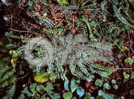 Attēlu rezultāti vaicājumam “Asplenium viride”