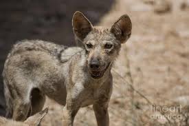 Image result for canis lupus arabs