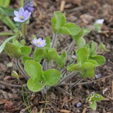 Attēlu rezultāti vaicājumam “Hepatica nobilis”