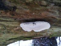 Attēlu rezultāti vaicājumam “Postia stiptica”