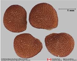 Attēlu rezultāti vaicājumam “Nicandra physalodes”