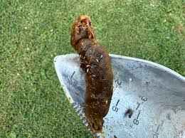 Image result for cestoda excrement dog