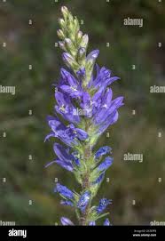 Image result for Campanula spicata
