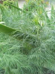 Attēlu rezultāti vaicājumam “Anethum graveolens leaf”