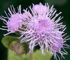 Image result for Ageratum houstonianum