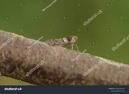 Attēlu rezultāti vaicājumam “Cixius sp.”