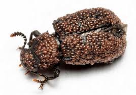 Attēlu rezultāti vaicājumam “Bolitophagus reticulatus”