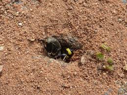 Attēlu rezultāti vaicājumam “Cerceris arenaria”