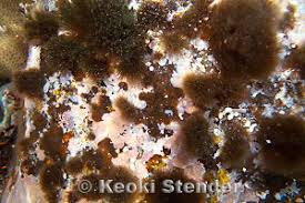 Attēlu rezultāti vaicājumam “Saelania glaucescens sporophyte”