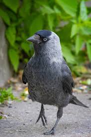 Attēlu rezultāti vaicājumam “Corvus monedula adult”