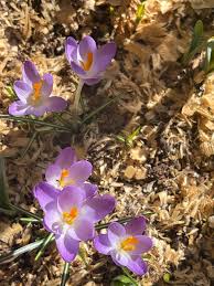 Attēlu rezultāti vaicājumam “Crocus”