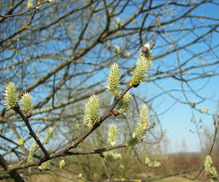 Attēlu rezultāti vaicājumam “Salix caprea”
