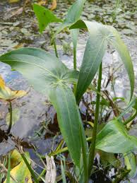 Attēlu rezultāti vaicājumam “Sagittaria sagittifolia leaf”
