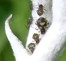 Attēlu rezultāti vaicājumam “Chaitophorus populeti”