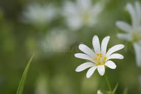 Attēlu rezultāti vaicājumam “Gypsophila muralis flower”