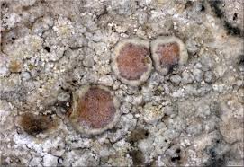 Attēlu rezultāti vaicājumam “Lecanora carpinea”