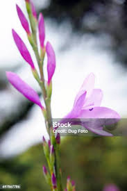 Attēlu rezultāti vaicājumam “Gladiolus imbricatus bud”