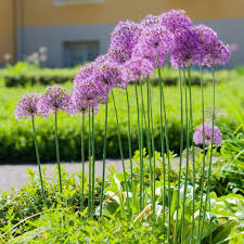 Attēlu rezultāti vaicājumam “Allium holandicum flower”
