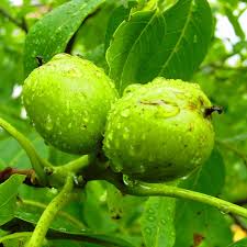 Attēlu rezultāti vaicājumam “Juglans regia fruit”