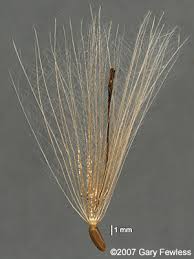 Attēlu rezultāti vaicājumam “Cirsium acaule fruit”