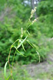 Attēlu rezultāti vaicājumam “Sphacelotheca hydropiperis”