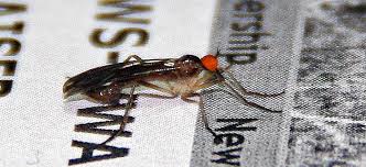 Attēlu rezultāti vaicājumam “Empididae”