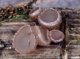 Attēlu rezultāti vaicājumam “Ombrophila violacea”