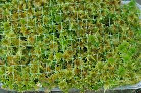 Attēlu rezultāti vaicājumam “Sphagnum cuspidatum”