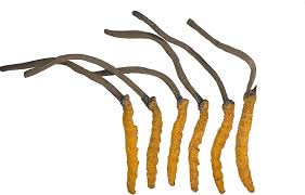 Attēlu rezultāti vaicājumam “Cordyceps”