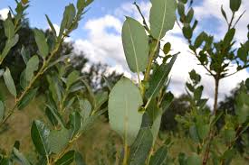Attēlu rezultāti vaicājumam “Salix myrsinifolia”