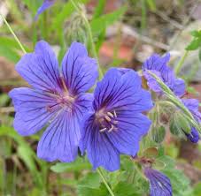 Image result for Geranium pratense