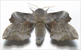 Attēlu rezultāti vaicājumam “Laothoe amurensis”