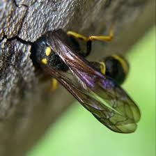 Attēlu rezultāti vaicājumam “Symmorphus sp.”