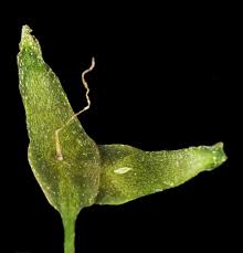 Attēlu rezultāti vaicājumam “Lemna trisulca”