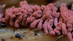 Attēlu rezultāti vaicājumam “Arcyria incarnata”