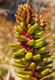 Attēlu rezultāti vaicājumam “Empetrum nigrum flower”