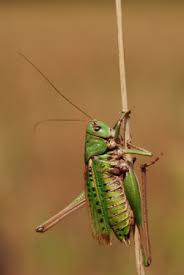 Attēlu rezultāti vaicājumam “Decticus verrucivorus nymph”