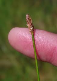 Attēlu rezultāti vaicājumam “Eleocharis uniglumis flower”