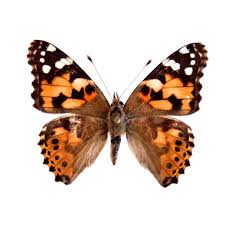 Attēlu rezultāti vaicājumam “Vanessa cardui upperside”