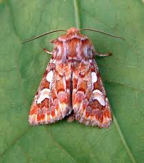 Attēlu rezultāti vaicājumam “Panolis flammea”