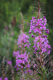 Attēlu rezultāti vaicājumam “Libanotis montana flower”