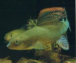 Image result for Thymallus thymallus