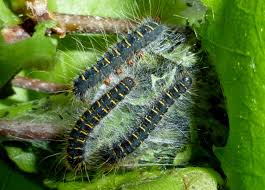 Attēlu rezultāti vaicājumam “Eriogaster lanestris larva”