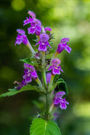 Attēlu rezultāti vaicājumam “Galeopsis tetrahit flower”