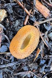 Attēlu rezultāti vaicājumam “Peziza vesiculosa”