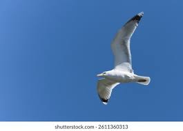 Image result for Larus cachinnans