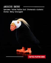 Image result for Fratercula cirrhata